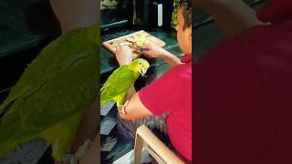 #amazon #birds #talkingparot #cute #shorts #short #parrot #funny #fyp #cat #fyp #viral #video #vlog