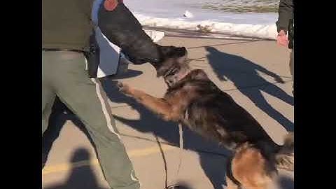 K9 demonstration to high school students