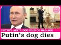 Akita dog gifted to Russia's Putin in 2012 dies of old age