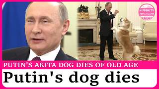 Akita dog gifted to Russia's Putin in 2012 dies of old age