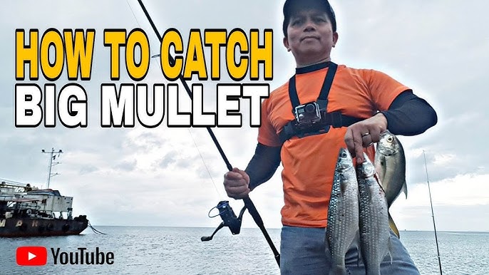 How to catch BIG mullet! 