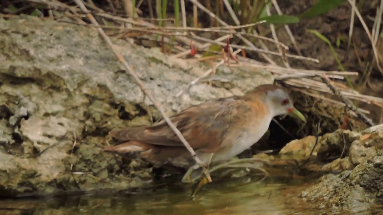 Little Crake, Schiribilla eurasiatica (Porzana parva) female 