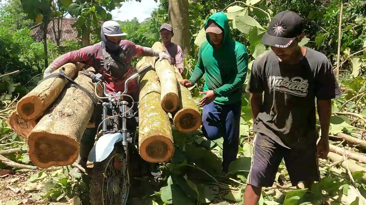 Tied the Tree Top With a Rope    Then Dragged 20 Foot Logs Through Narrow Paths! 😳💪