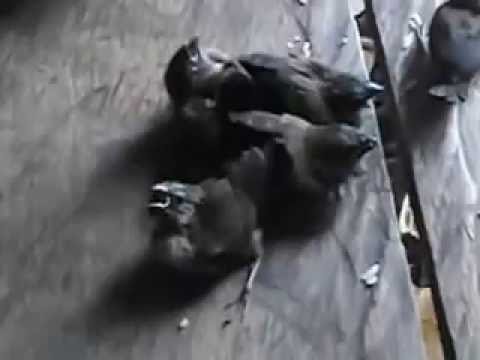 Cara Merawat Burung Pipit Youtube