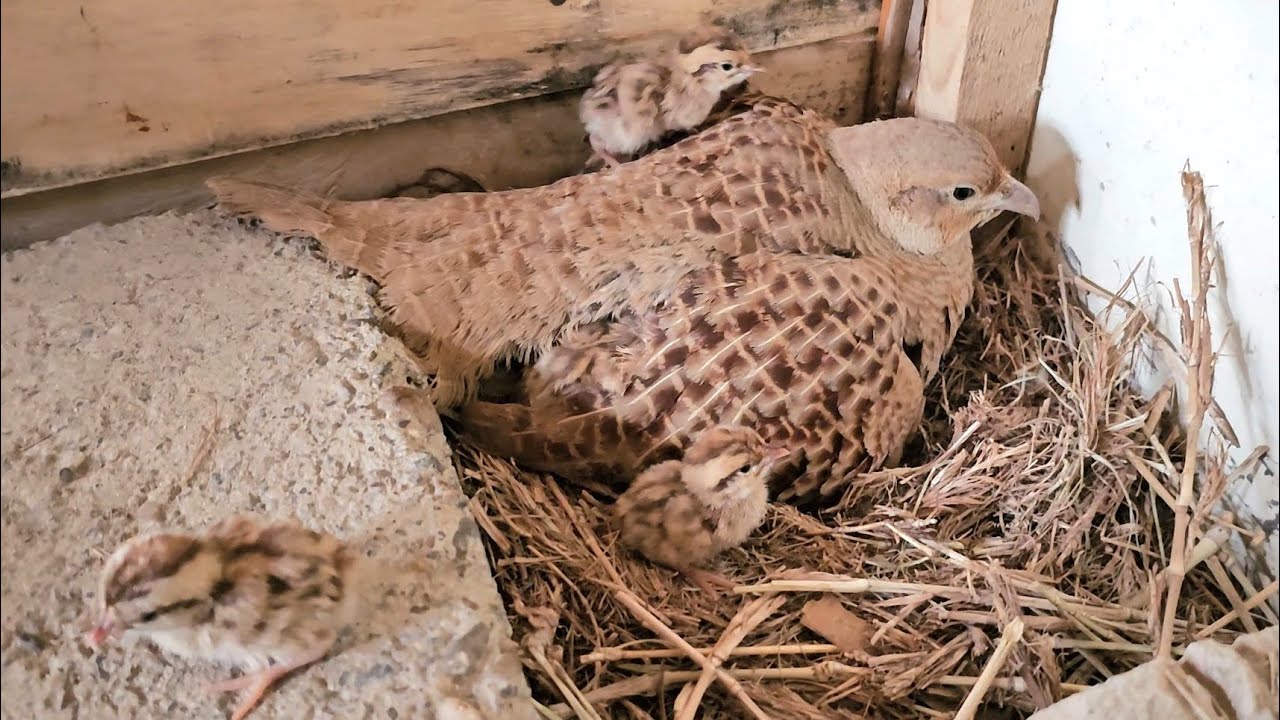 From Crossing To Hatching Eggs | Complete Process Of Teetar Breading