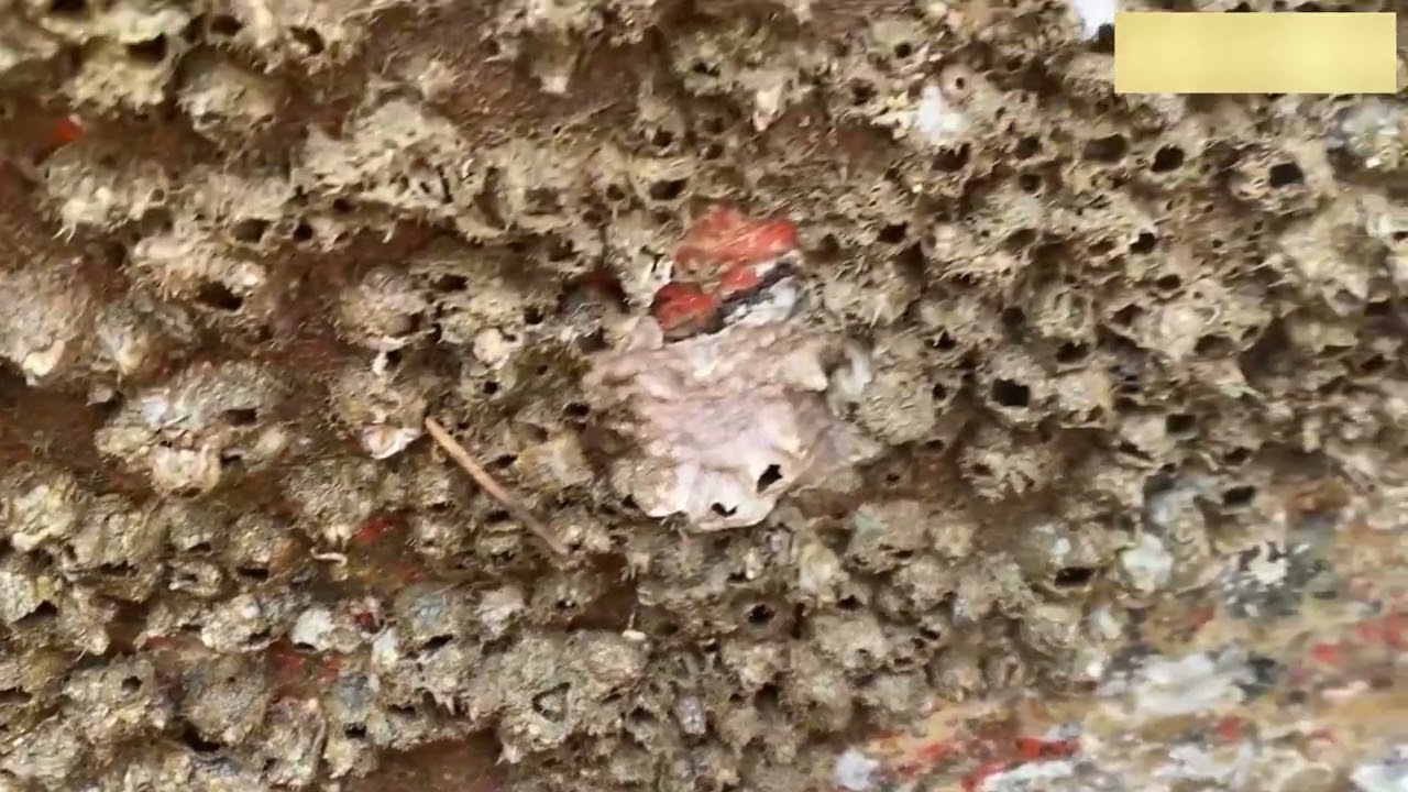 Restoring the Boat Hull – Barnacle Removal Process Ep 1