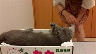 妻が夫の部屋に遊びに来た