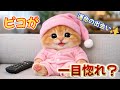 【AI子猫ピコ】ピコの目がキラキラ！視線の先にある物とは．．．。