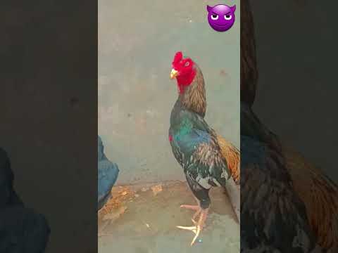 my best murgha unblive 3eiar old #aseelmurga #murga