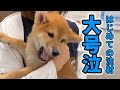 はじめての予防接種で大号泣…大暴れしながら頑張った子犬の記録