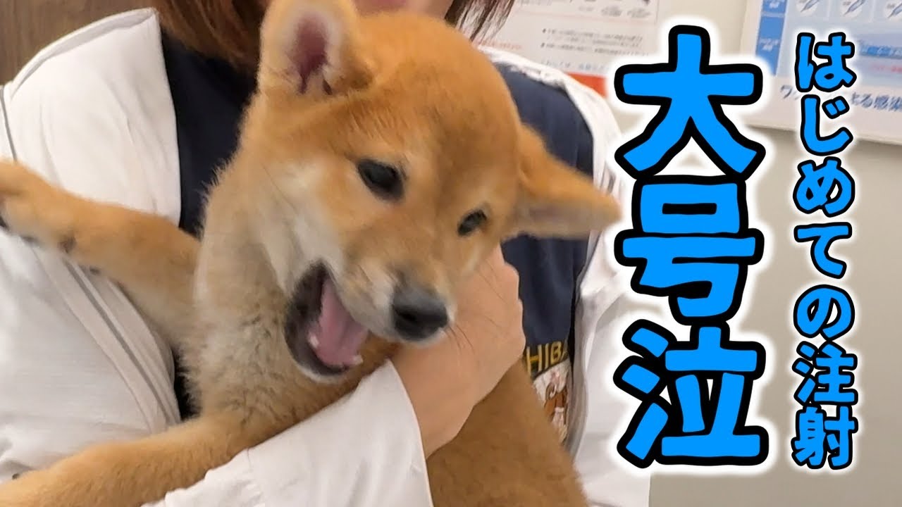 はじめての予防接種で大号泣…大暴れしながら頑張った子犬の記録