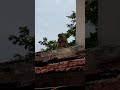 monkey funny videos guava syrup leisure trending searches
