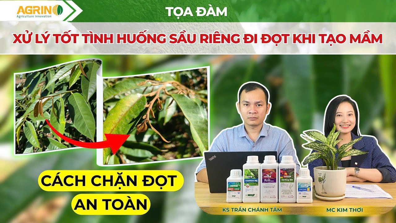 SẦU RIÊNG ĐI ĐỌT KHI TẠO MẦM - CÁCH CHẶN ĐỌT AN TOÀN