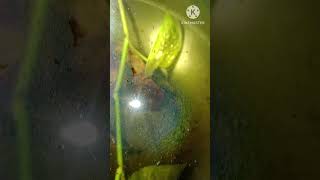 Betta Fry Care In Tamil  Betta Fry Grooming Betta Fry Food Tamil
