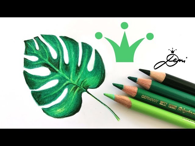 Exotisches Monstera Blatt zeichnen lernen mit Buntstiften  How to draw  a tropical leaf? - YouTube