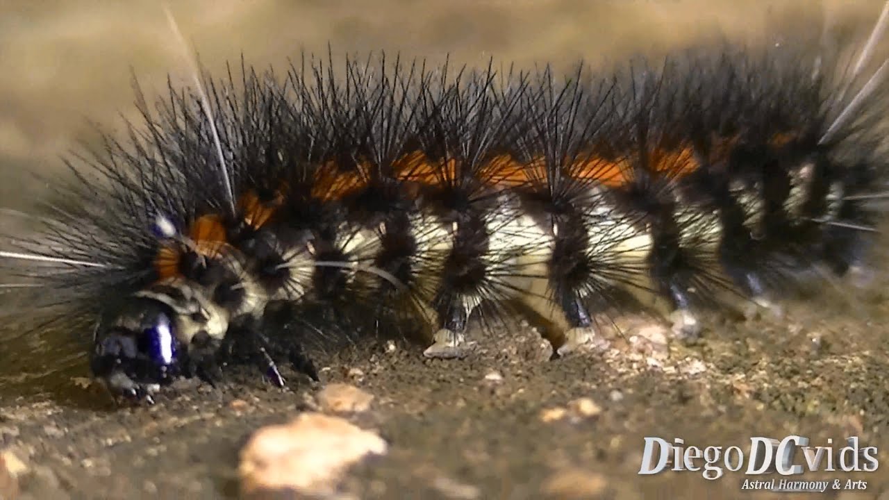 Black Caterpillar Identification Chart