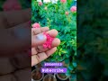 Tree rose #flowers #garden #plant #rare #grafted #new #rose