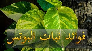 فوائد نبات البوتس#فوائد نبات الزينة1