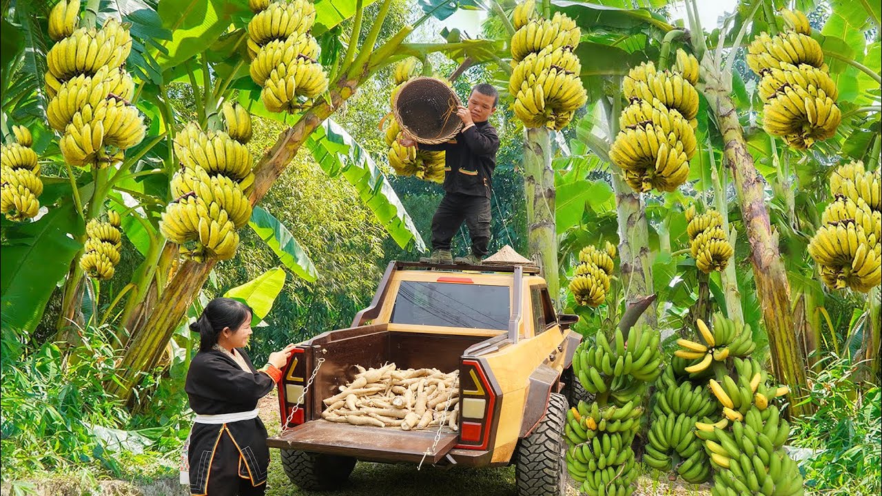 Dwarf Family Rural Life: Harvesting Bananas and Cassava - Making Ant Egg Cake - Full Video