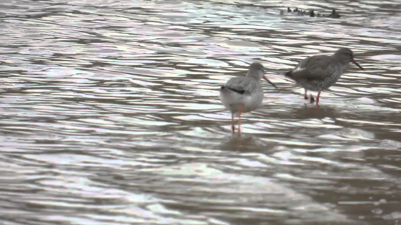 Spotted Redshank & Common Redshank 