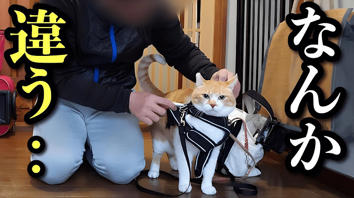 【神回】不器用な父にガマンの限界！しばき回す猫