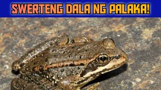 Ang Pahiwatig Ng Palaka Sa Pamamagitan Ng Kulay, Pagkakita Mo Nito Sayong Bahay,At Panaginip