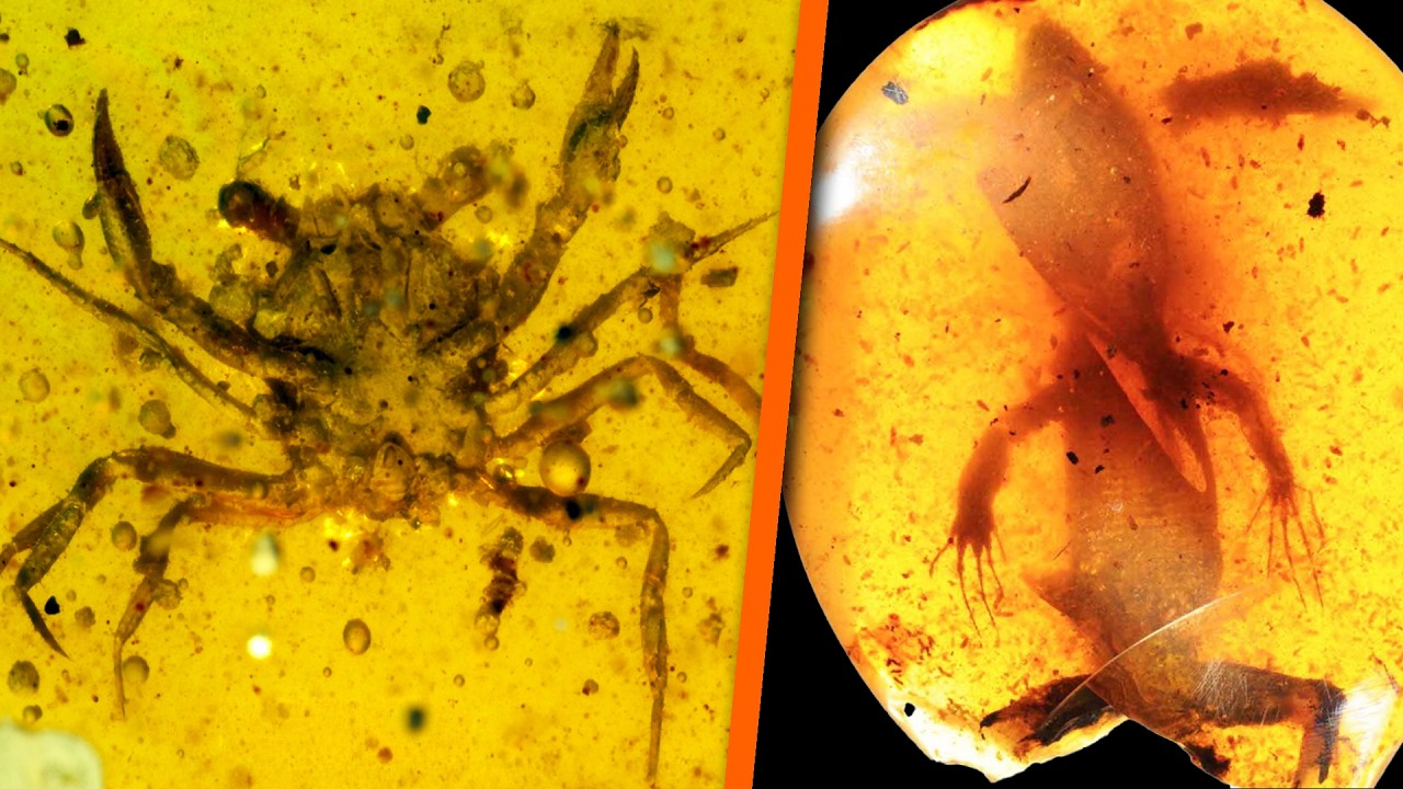 5 Strange Prehistoric Creatures Found Trapped in Amber - Part 2