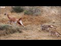 Puma takes on guanaco  by bbc earth  bgm  japanese drum performance