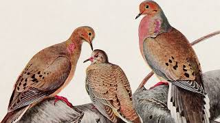 Wildlife Conservation History In Pennsylvania: Part 1