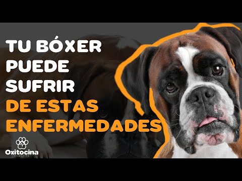 Video: Raza De Perro Boxer Hipoalergénico, Salud Y Vida útil