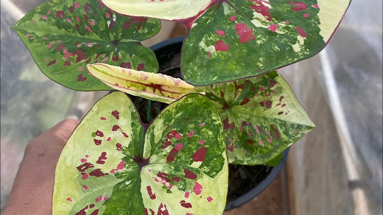 มานะบอนสี สนใจบอนสีติดต่อที่เบอร์0641793057