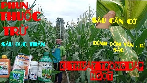 HƯỚNG DẪN CÁCH PHUN THUỐC TRỪ SÂU CẮN CỜ BẮP VÀ TRỪ BỆNH TRÊN BẮP NGỌT