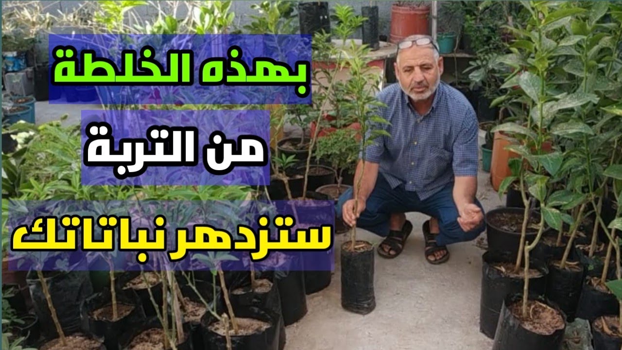 خلطة التربة هذه ستجعل نباتاتك تنمو بشكل جيد و في إزدها دائم، نقل شتلة الليمون #الزراعة_المنزلية
