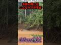 パナマのジャングルでティタノボアが目撃される…#uma #未確認生物 #未確認生命体