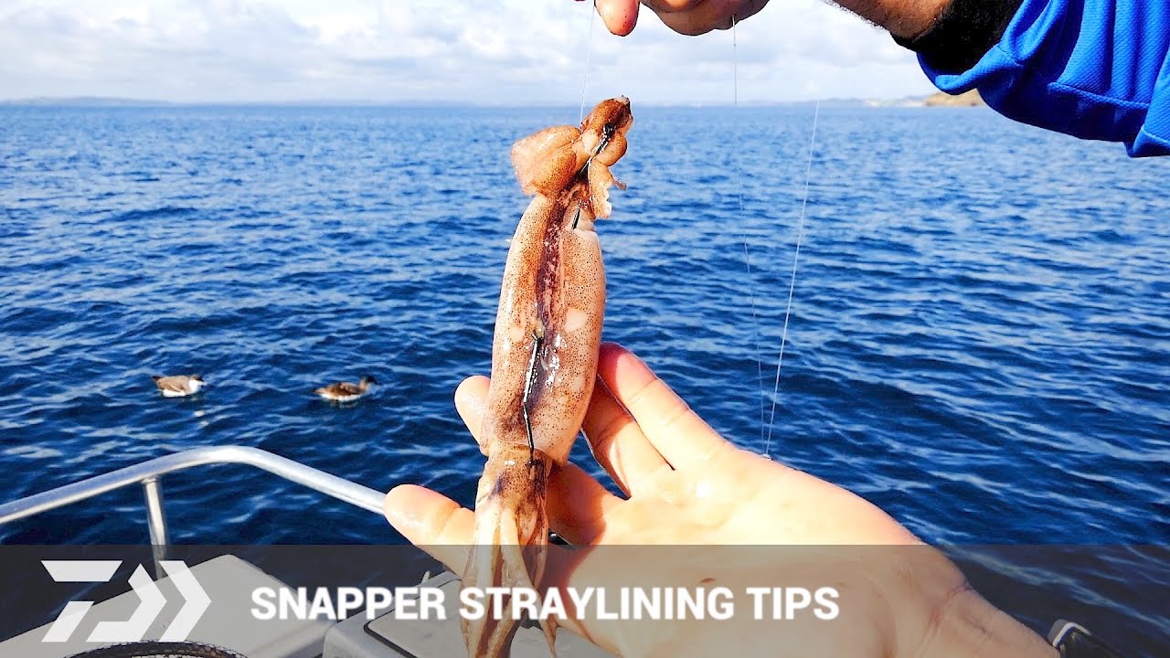 Daiwa Bait Fishing Tips & Technique for snapper Strayline Fishing
