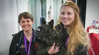 Riney Canine Health Center: 2024 Westminster Kennel Club Dog Show Recap
