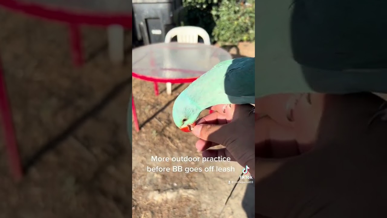 Free flight practice day 39 