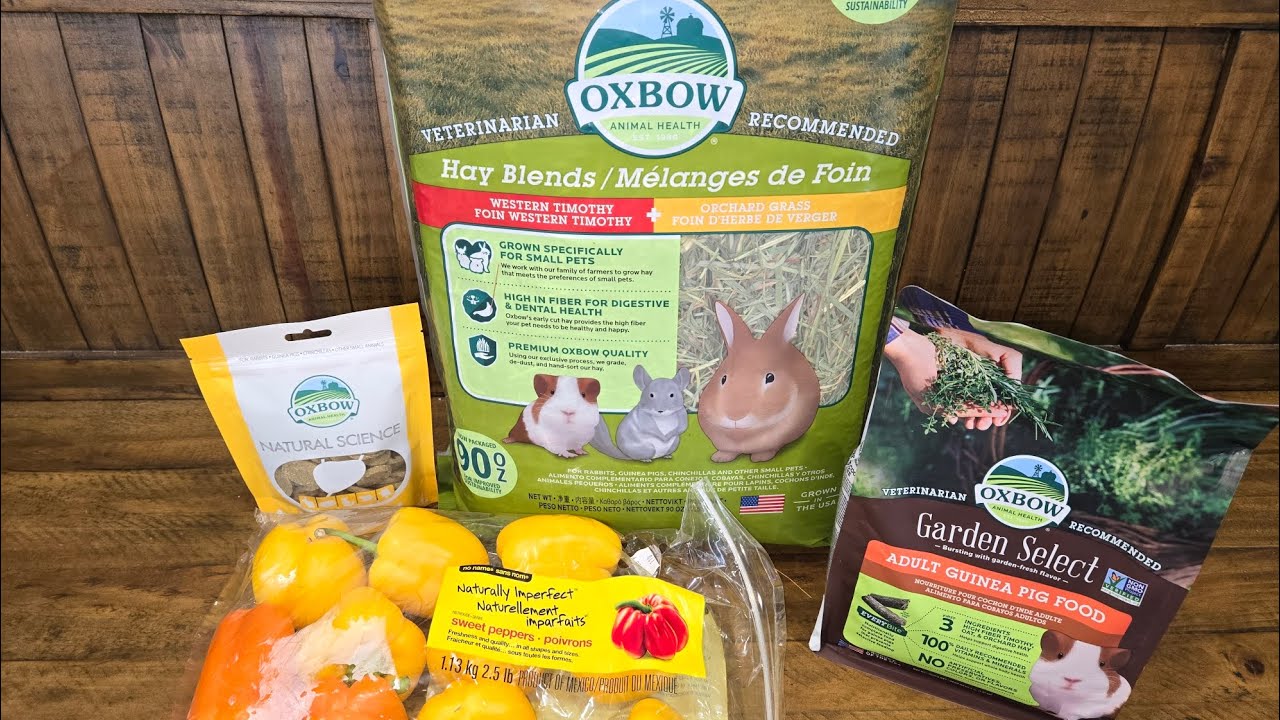 Guinea Pigs Daily Diet