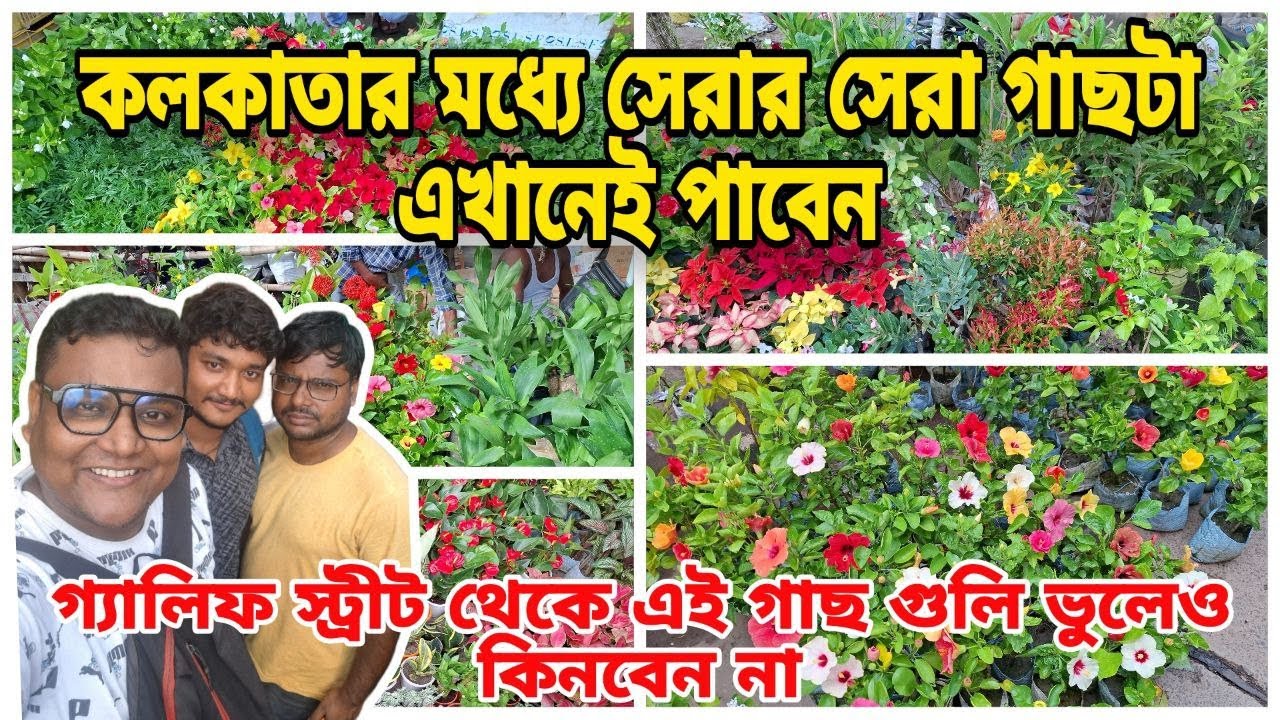 কলকাতার সেরা গাছের খনি! এত কম দামে গাছ পাবেন ভাবতেও পারবেন না | Galiff Street Plant Market |