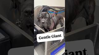 Famous What breed do you think he is? #doggroomer  #dogbath #giantdog  #bigdog  #mastiff Wealth