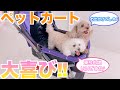 【トイプードル】我が家にもついにペットカートが届きました♪すんなりと乗り込む犬が可愛すぎたww 乗り心地が良さそうでパパもママも安心