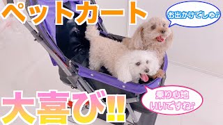 【トイプードル】我が家にもついにペットカートが届きました♪すんなりと乗り込む犬が可愛すぎたww 乗り心地が良さそうでパパもママも安心