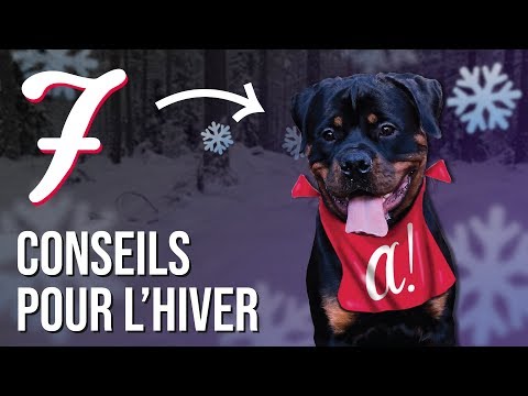 Vidéo: 7 Conseils Pour Prendre Soin De Votre Animal De Compagnie Cet Hiver