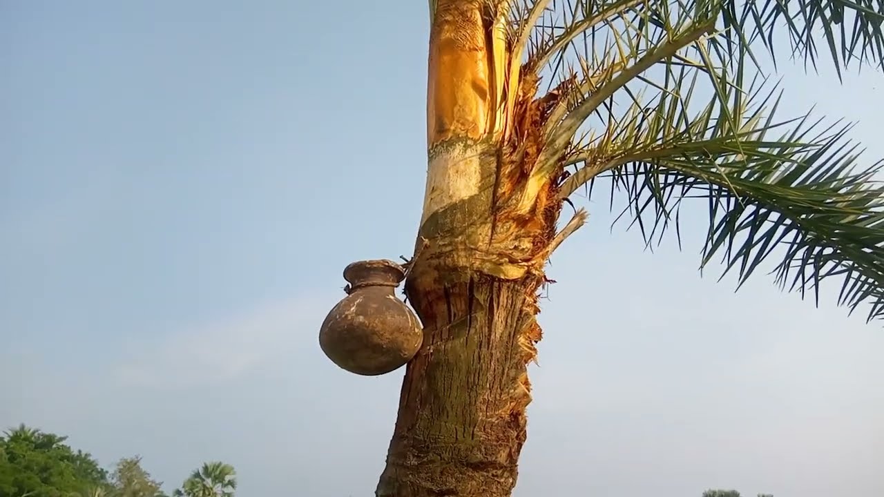 Collecting Sap From Date Palm Trees - SESDO Bangladesh