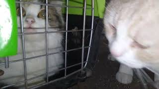 He's broken 💔 the female Cat back to her home #cat video by PETSLIFE CHANNEL 46 views 2 months ago 51 seconds