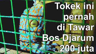 TERGIUR HARGA TOKEK MILYARAN, TUKANG TAMBAL BAN TERNAK 100 TOKEK DI RUMAH
