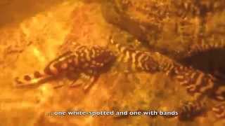 Loricariids from Rio Atabapo by Heiko Bleher.m4v