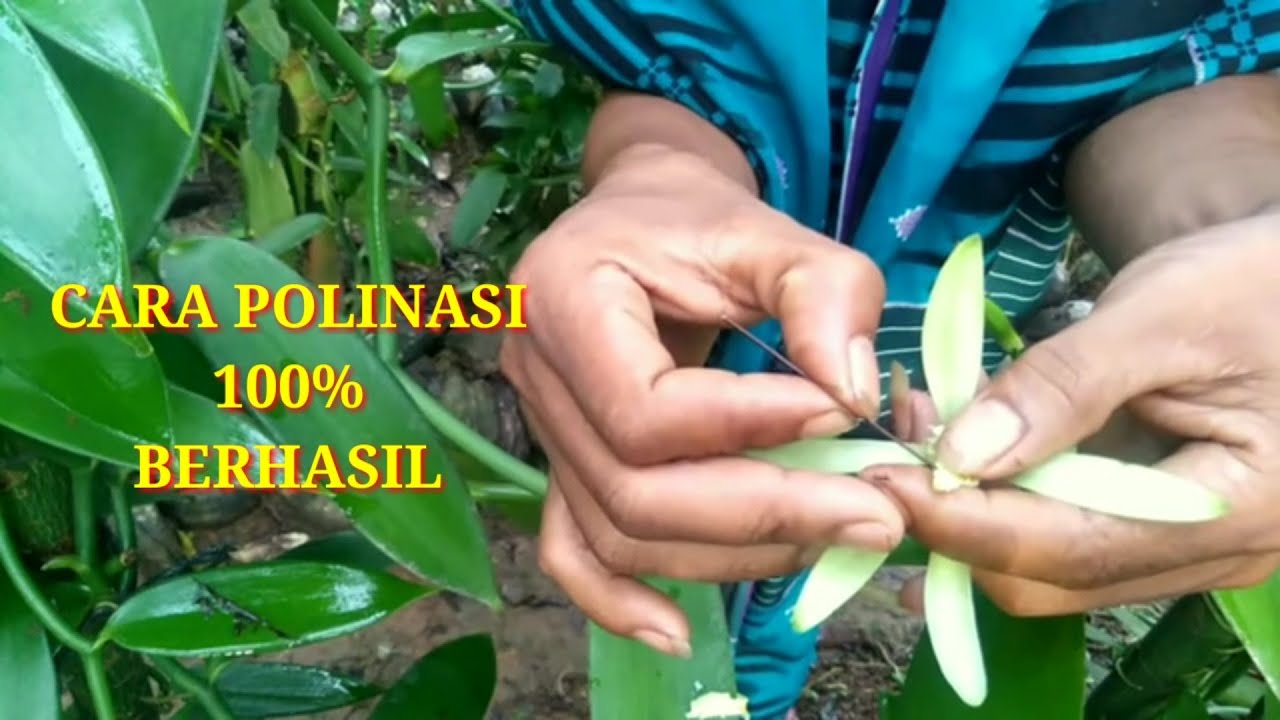 Ini cara polinasi/penyerbukan bunga vanili yang benar 100% berhasil
