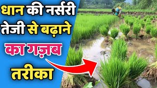 धान की नर्सरी को तेजी से कैसे बढ़ाते How to Grow Paddy Nursery Super fast // Dhan ki kheti screenshot 2