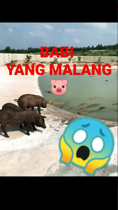 Babi nekad berenang bersama buaya,malah di makan 😱 #shorts